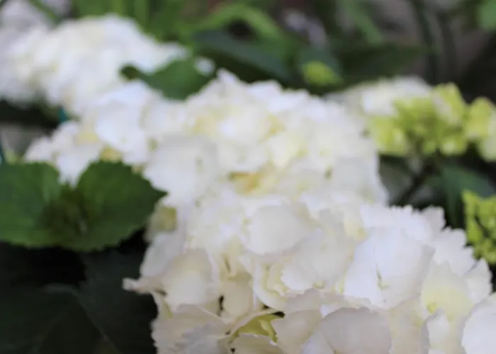 Dream House 2* Carewo