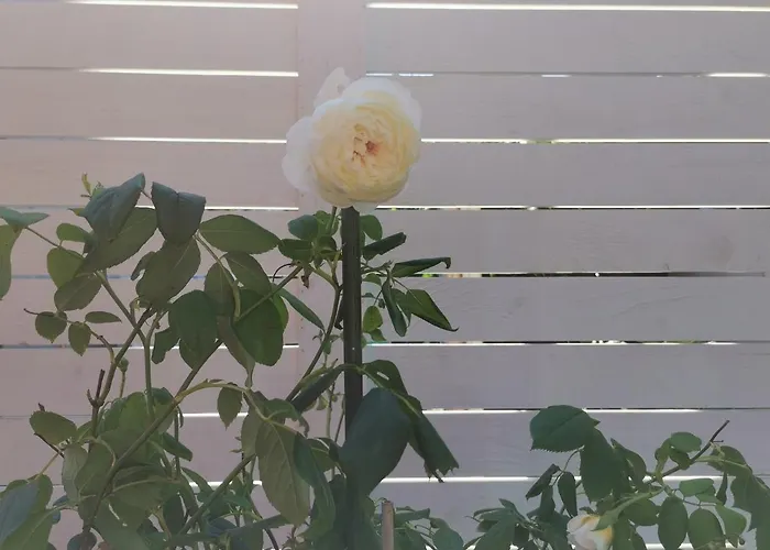 Dream House Pensjonat 2*