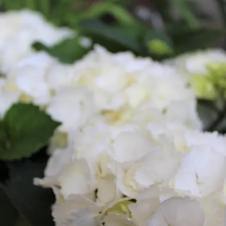 Dream House 2* Tsarevo