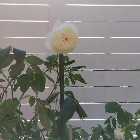 Dream House Konukevi 2*