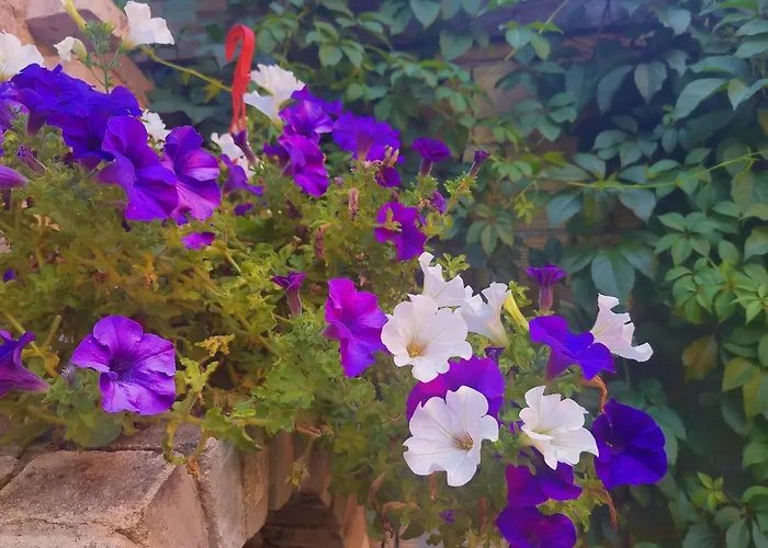 Dream House Affittacamere